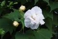 Hibiscus mutabilis/Three times color change flower ÃÂ  Royalty Free Stock Photo